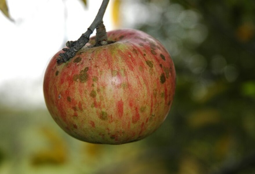 A diseased apple hangs from a tree. 