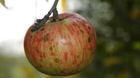 dark fungus spots on an apple are evidence of disease 