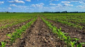 This field in northeast Iowa is among farmland sold at auction in July, sections of which sold for as much as $19,600 an acre. In Iowa and other states across the Midwest farmland prices are up significantly.