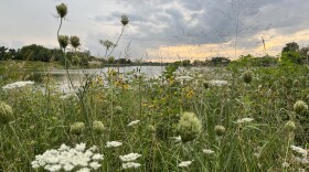 Grasses, small white flowers, and yellow flowers with brown seed heads grow beside a lake at sunset. 