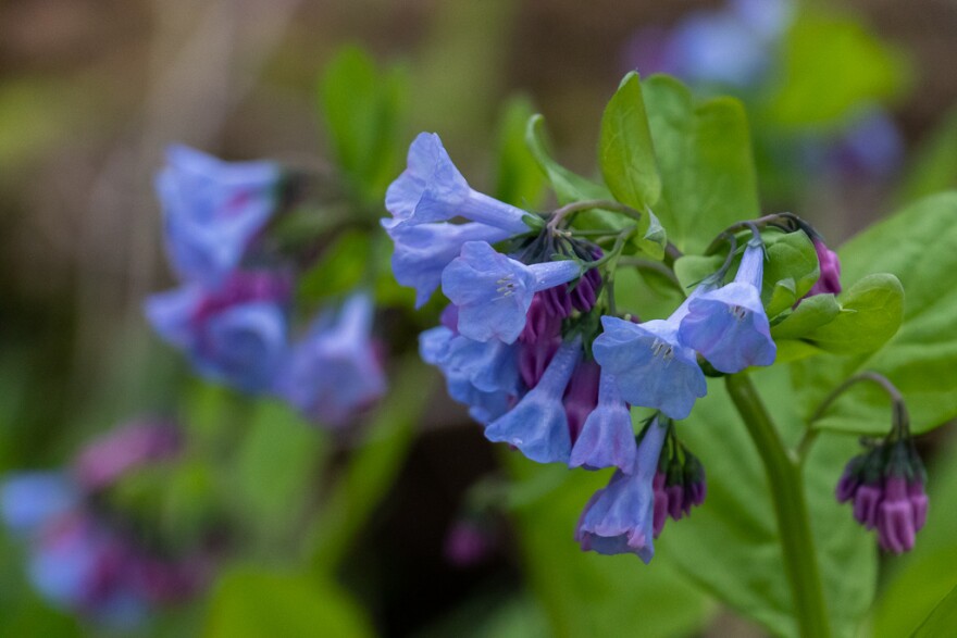 Blue flowers that resemble bells with green leaves. 