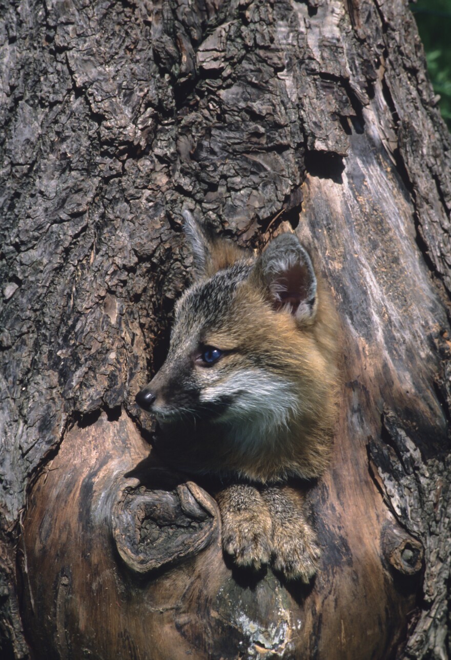 A gray fox looks out of a tree hollow. Researchers are working to find out what's causing the decline in numbers across several states in the Midwest.