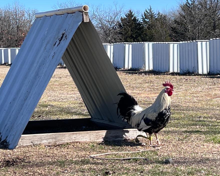 A rooster stands outside his white "teepee," tethered with a rope.