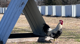 A rooster stands outside his white "teepee," tethered with a rope.