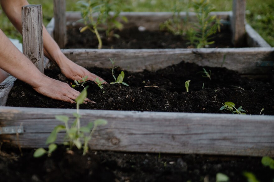  Person puts hands in soil of raised bed with transplants. 