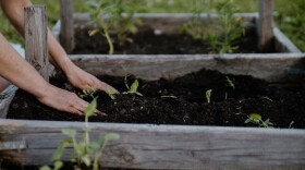  Person puts hands in soil of raised bed with transplants. 