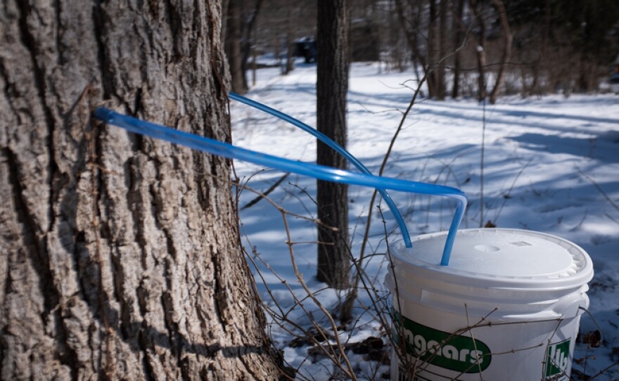 A maple tree fills a bucket with sap