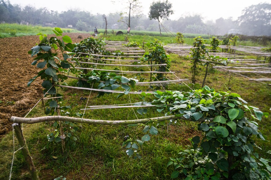 "Orphan crops" refers to plantings that have fallen out of favor but could offer advantages over staples like wheat and grain in a changing climate. Above: Lablab purpureus, also known as Indian bean and Egyptian kidney bean, is native to sub-Saharan Africa and India. It's a warm-season annual or short-lived perennial with a thick stem that grows up to 3 feet and vines that can reach 25 feet long.