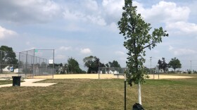 New trees are cropping up across Cedar Rapids, like this one at Cleveland Park on the southwest side. But a year after the derecho, only a small fraction of trees lost in the storm have been replaced.