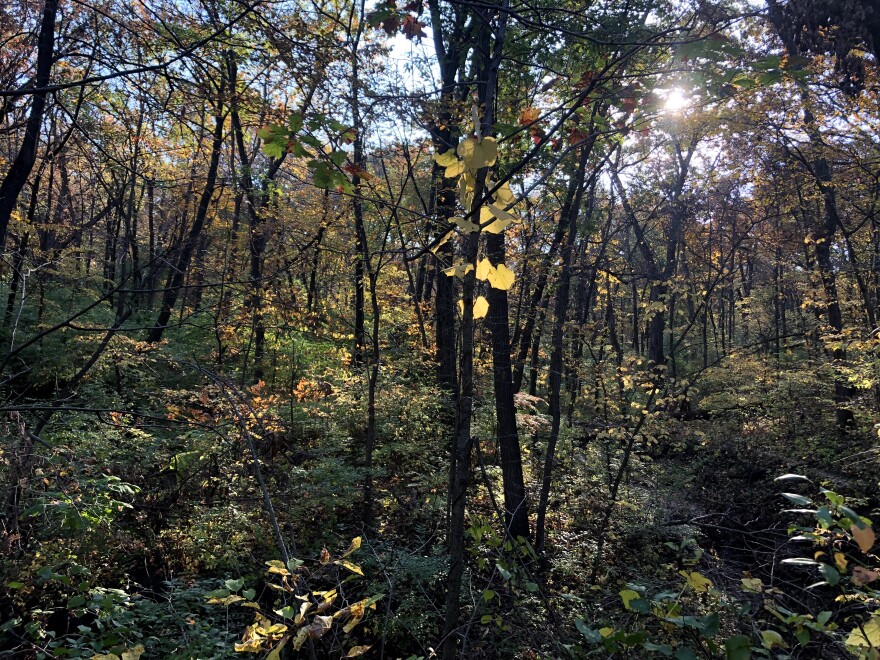 a forest with sunlight streaming through the trees