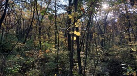 a forest with sunlight streaming through the trees