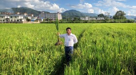 Dr. Fengyi Hu helped develop perennial rice, which has living roots that could help preserve valuable soil.