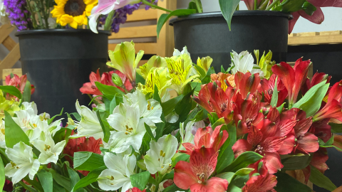 Close up of red, white, and yellow Alstroemeria with black pots of sunflowers and pink lilies in the background.