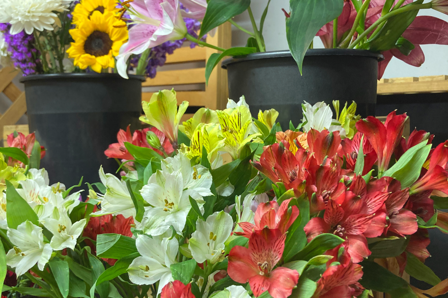 Close up of red, white, and yellow Alstroemeria with black pots of sunflowers and pink lilies in the background.