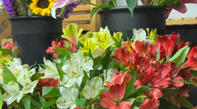 Close up of red, white, and yellow Alstroemeria with black pots of sunflowers and pink lilies in the background.