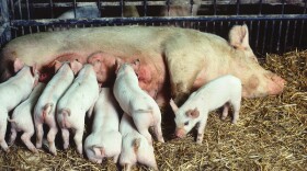 Piglets feed from their mother on a hog farm.