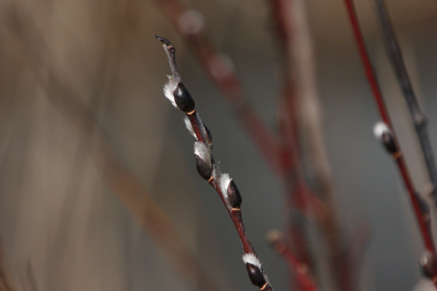 The tip of a brown pussy willow branch that is beginning to bud and open up.