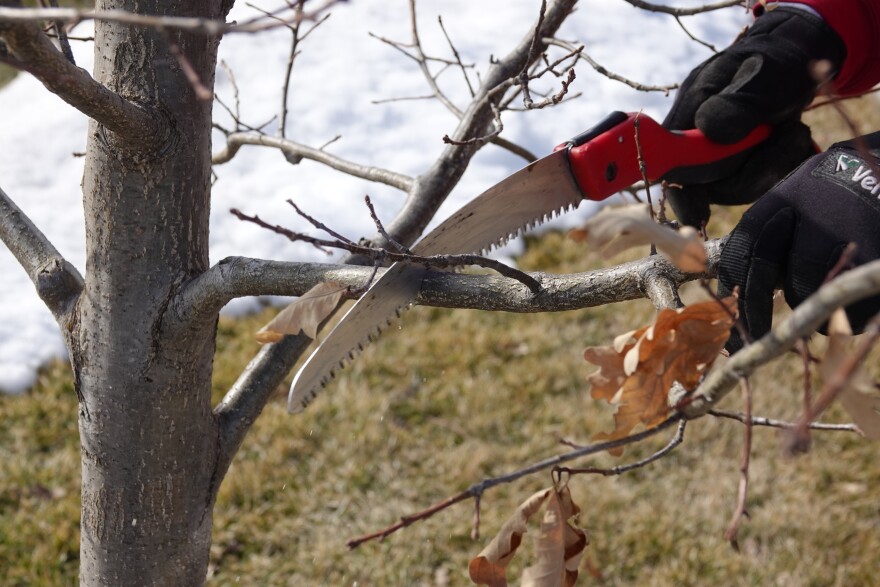 Two gloved hands hold a branch and a small red saw. The branch is grey-brown and has a few brown, curled leaves. The hands are sawing at the branch.