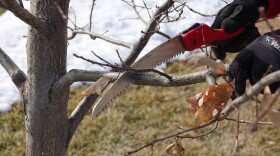 Two gloved hands hold a branch and a small red saw. The branch is grey-brown and has a few brown, curled leaves. The hands are sawing at the branch.