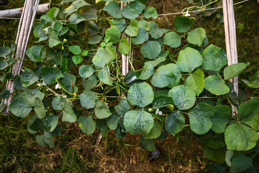 Lablab is one of the edible "opportunity crops" being championed by a new campaign. Its immature seeds and pods, as well as young leaves, can be cooked and eaten. The mature dry beans require prolonged cooking, which gives them a mild, nutty, smoky flavor and a creamy texture.