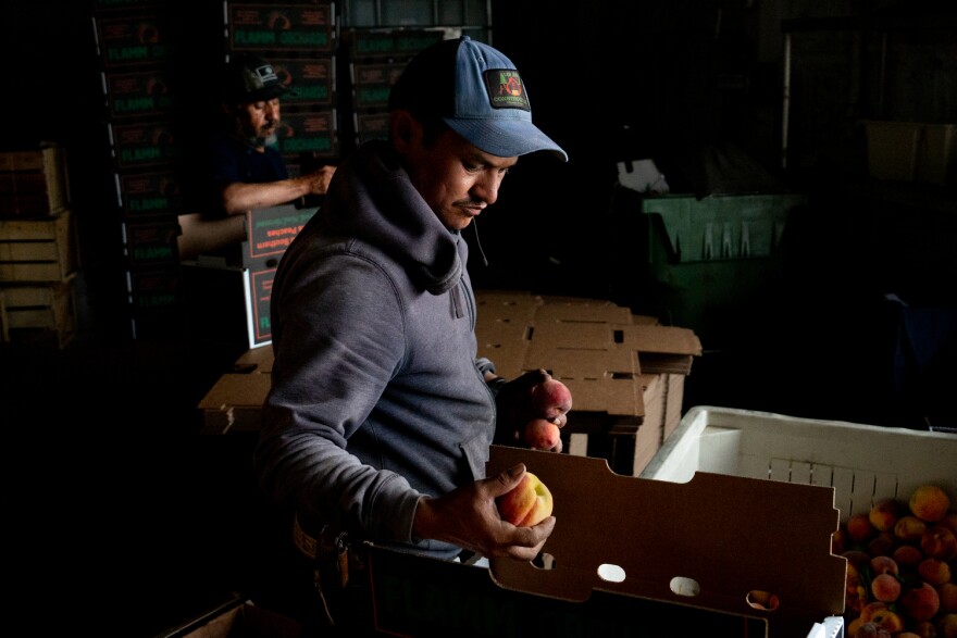 Jose Alfredo Rosas Luly works on packing up peaches as Napoleon Caromla builds cardboard bushel boxes at Flamm Orchards in Cobden, Illinois. A cold spell in late December damaged peach crops across southern Illinois, with some orchards estimating nearly a 90% loss.<br/>