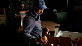 Jose Alfredo Rosas Luly works on packing up peaches as Napoleon Caromla builds cardboard bushel boxes at Flamm Orchards in Cobden, Illinois. A cold spell in late December damaged peach crops across southern Illinois, with some orchards estimating nearly a 90% loss.<br/>