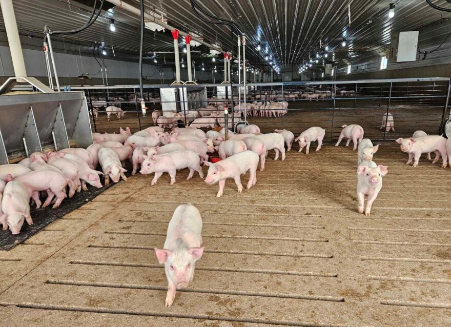 Brad Lundell raises about 25,000 hogs a year on his operation in western Iowa. Lundell points to inflation as the major factor impacting the cost of raising pigs. On top of that, inflation has meant consumers have less to spend. “I would say for the past two years, it’s been pretty ugly,” he said.