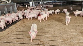 Brad Lundell raises about 25,000 hogs a year on his operation in western Iowa. Lundell points to inflation as the major factor impacting the cost of raising pigs. On top of that, inflation has meant consumers have less to spend. “I would say for the past two years, it’s been pretty ugly,” he said.