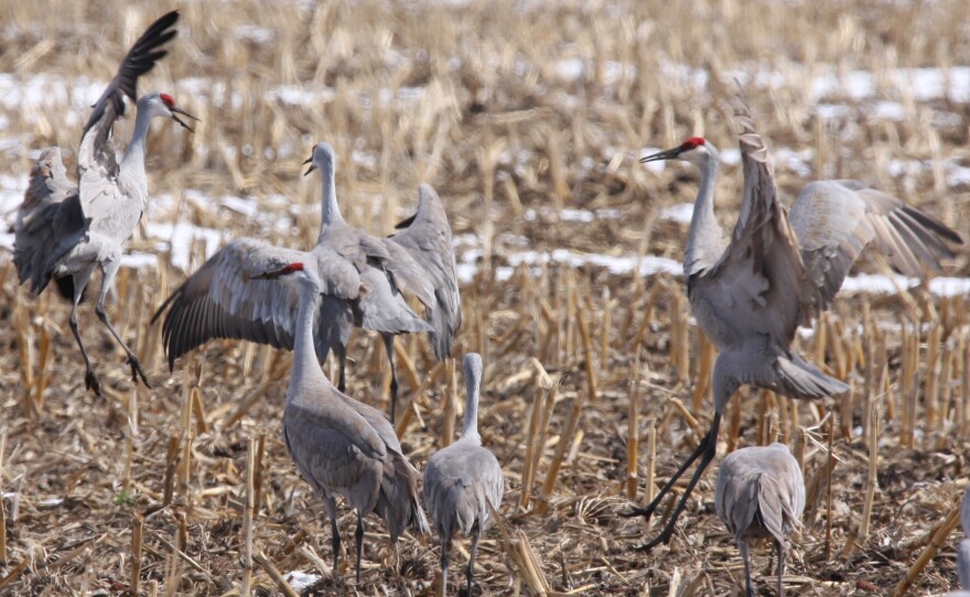 Sandhill Cranes dance in a field.