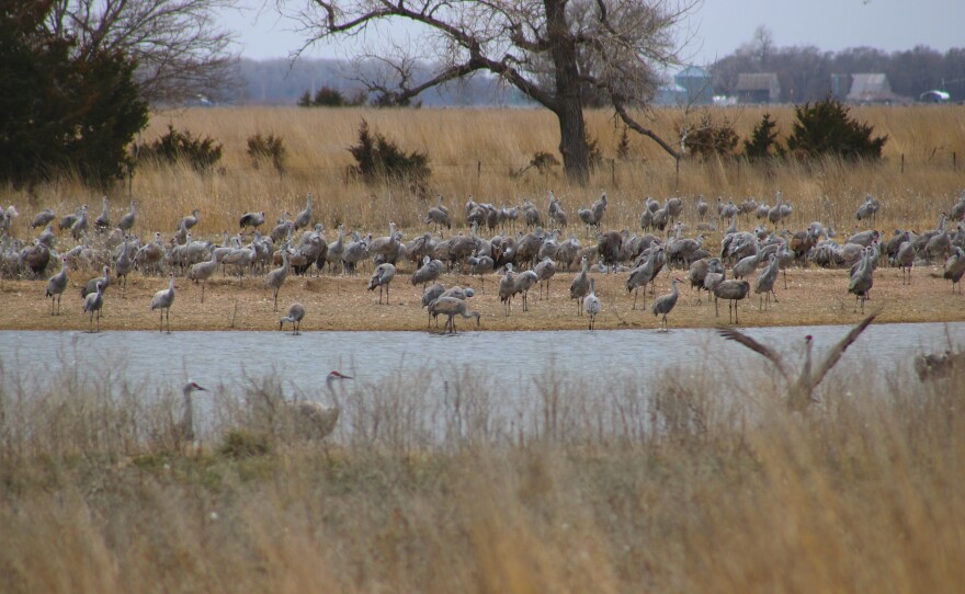 Cranes gather in the afternooon.