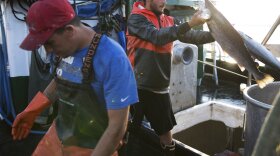 Aboard the fishing vessel Marathon, Nicholas Cooke (left) and Nathan Cultee unload 16 farm-raised Atlantic salmon into a container in Bellingham, Wash.