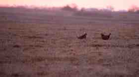 Two prairie chickens face off at sunrise. 