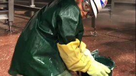 A child worker at a ground beef floor at a JBS USA meat processing facility in protective rubber clothing, a hard hat and goggles kneeling on the floor with a bucket. 