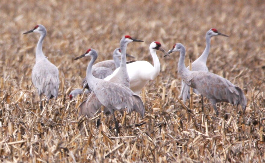 A Whooping Crane among Sandhill Cranes.