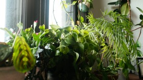 Houseplants sit near a window indoors.