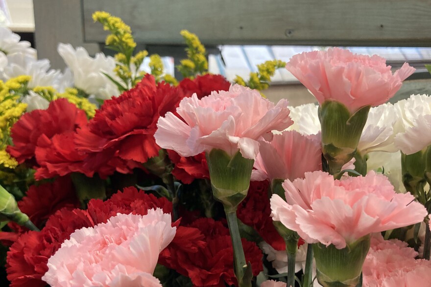 Close up shot of many red, pink, and white carnations