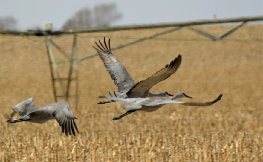 Sandhill cranes flying over a field.