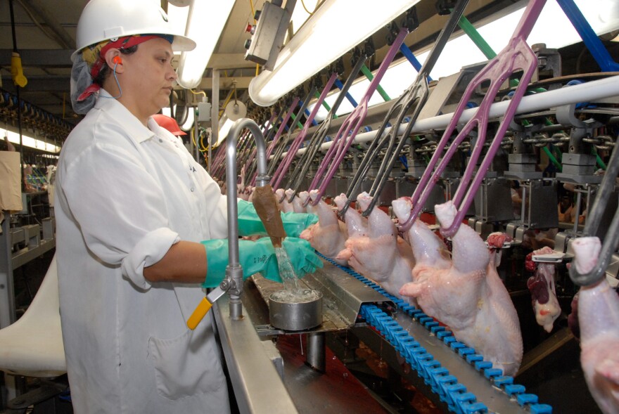 U.S. Department of Agriculture Food Safety and Inspection Service inspectors examine chickens at the Holmes poultry slaughterhouse in Nixon, Texas on June 10, 2008. <br/>