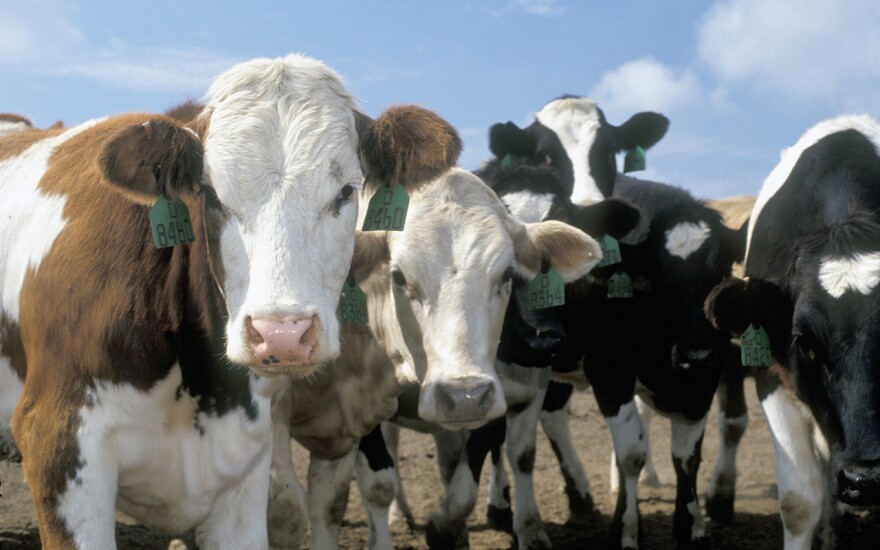 Dairy cows look at the camera in an undated photo.