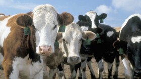 Dairy cows look at the camera in an undated photo.