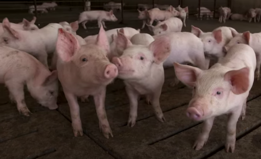 Hogs on Brad Lundell's operation in western Iowa. The fifth generation farmer said his family quit raising pigs after 1998 when prices fell dramatically. He got back into the business in 2006