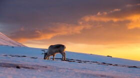 A Svalbard reindeer snuffles through the snow.